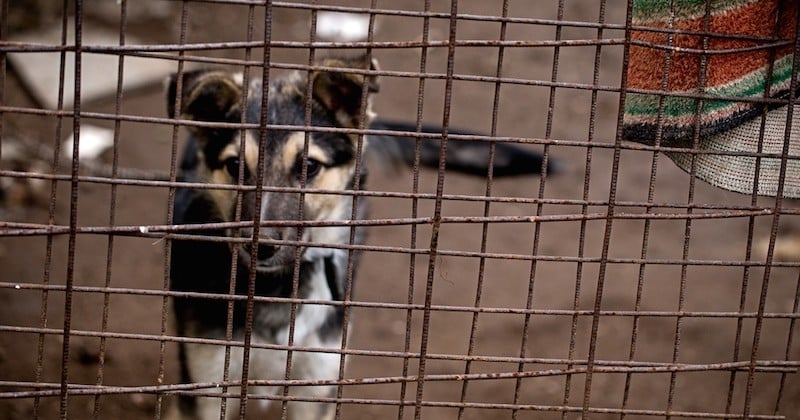 En Californie, les animaleries sont désormais interdites de vendre des animaux issus des usines à chiots