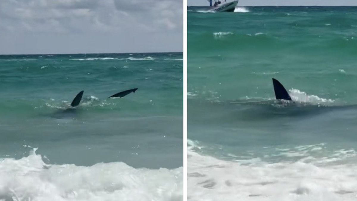 « Ils se mangent entre eux » : un violent combat entre un requin et une raie manta filmé par les baigneurs terrifiés
