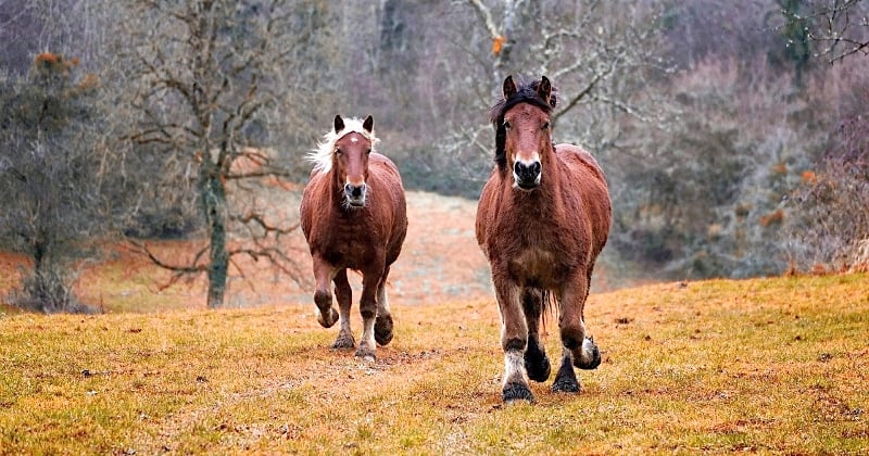 Cheval : les 10 choses à savoir sur lui