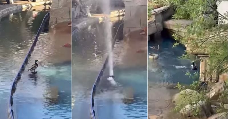 Un canard projeté en l'air par un jet d'eau, la vidéo hilarante fait le buzz sur internet