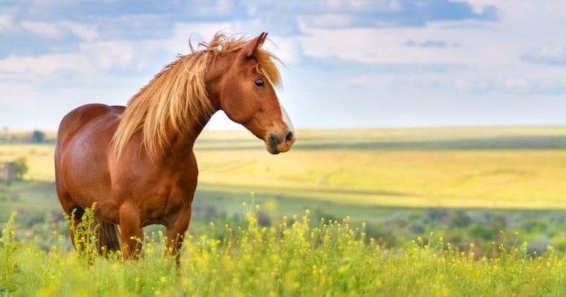 Une ponette retrouvée morte et mutilée en Saône-et-Loire, trois autres chevaux et leur propriétaire agressés dans l'Yonne