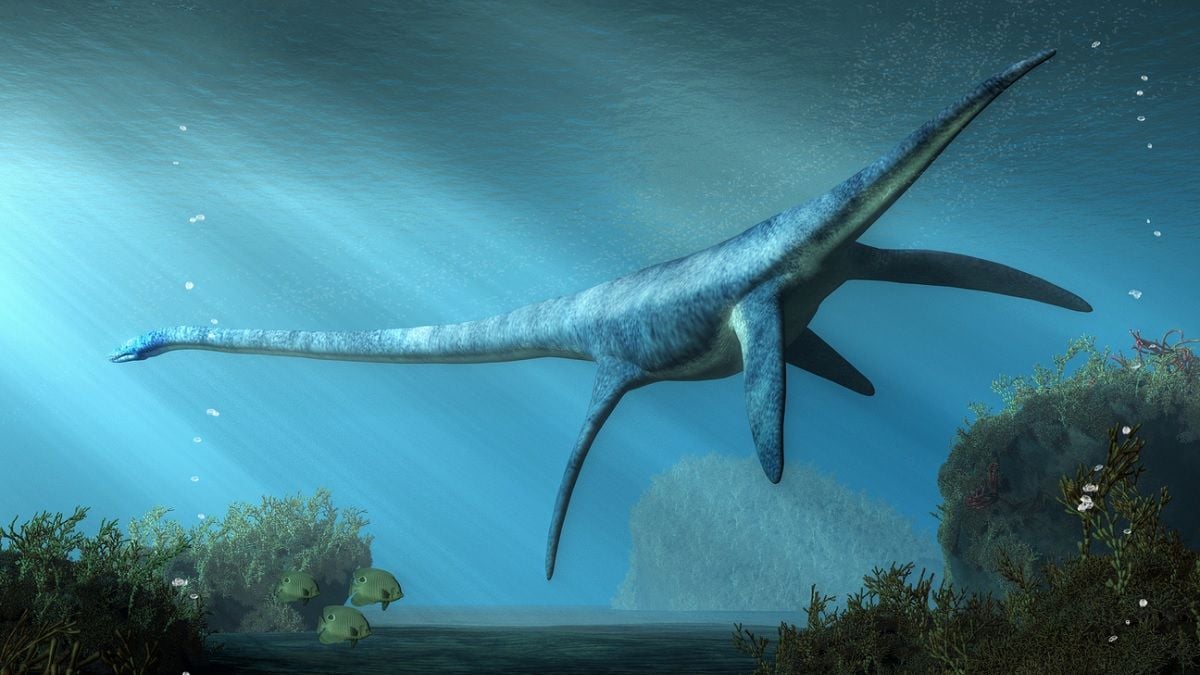 Un monstre marin géant d'une espèce inconnue découvert en Allemagne, il est doté d'un cou incroyablement long