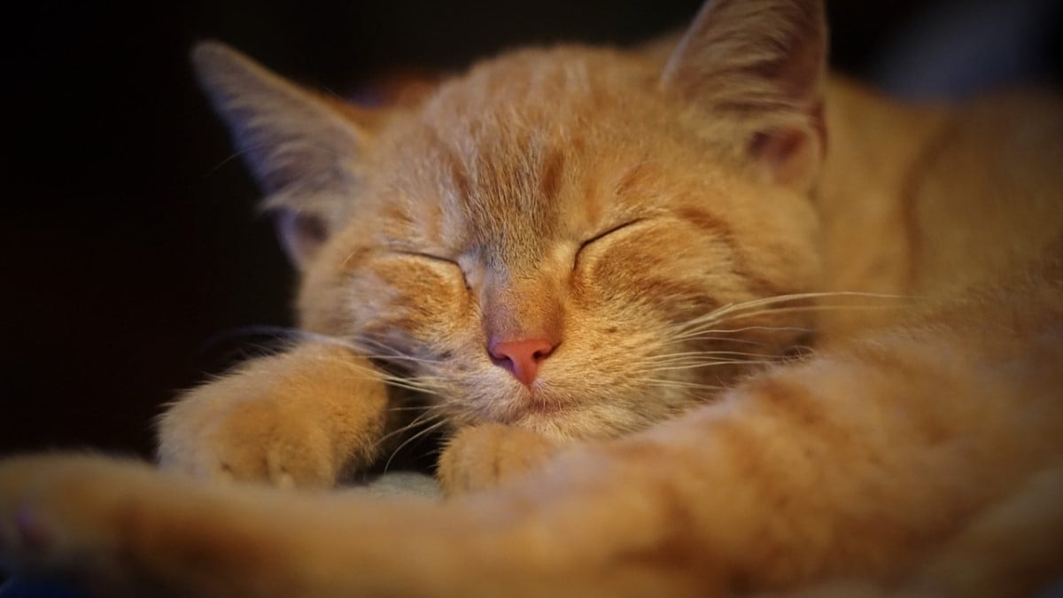 Voici pourquoi les chats passent autant de temps à dormir