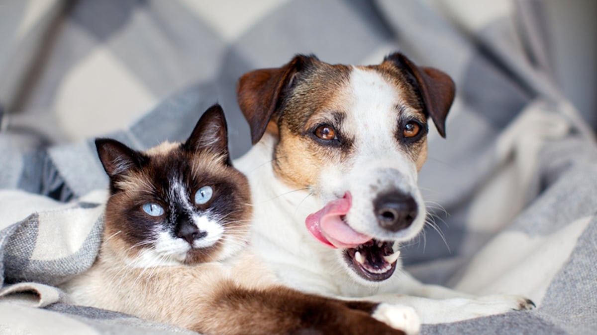 Voici pourquoi il ne faut jamais jeter les déjections de votre animaux de compagnie dans les toilettes