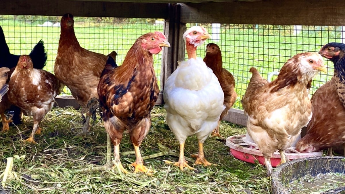 « Ils se plaignent du bruit, des odeurs, des rats, des mouches » : ses voisins l'attaquent en justice à cause de... ses poules