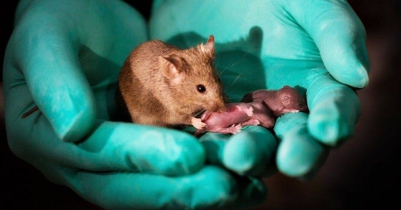 Deux souris du même sexe donnent naissance à une portée de souriceaux