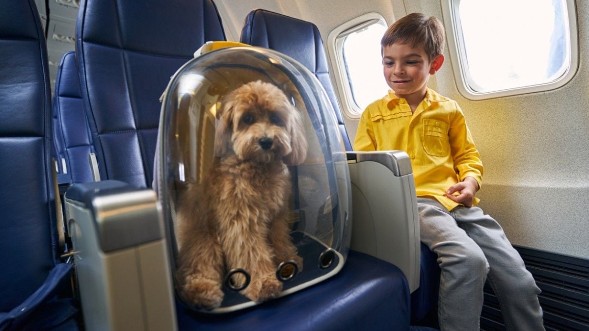 Ce pays européen autorise désormais tous les chiens et chats à voyager à côté de leur maître en avion