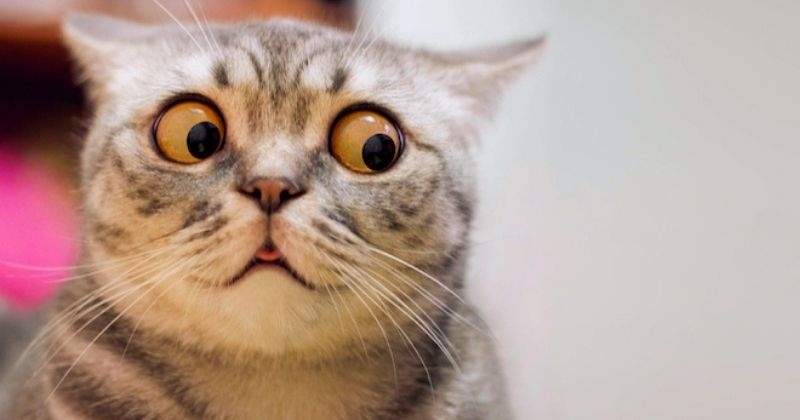 Le cerveau des chats est plus petit que celui de leurs ancêtres, et c'est la science qui le dit