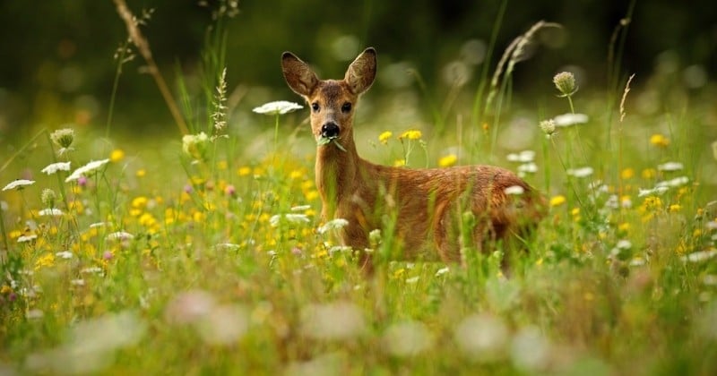 Ils tuent une biche devant une école primaire sous les yeux des enfants, une pétition réclame de sanctionner les chasseurs	