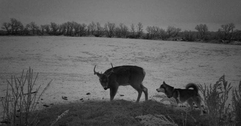 L'improbable et belle amitié entre une chienne fugueuse et un cerf