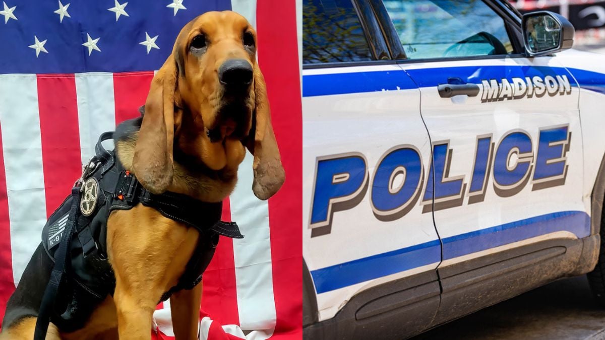Un chien policier meurt de chaud après avoir été oublié dans une voiture en plein soleil par 39 °C