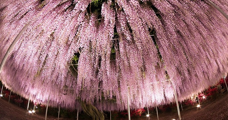 Cet arbre magnifique semble tout droit sorti d'Avatar, mais il est bien réel