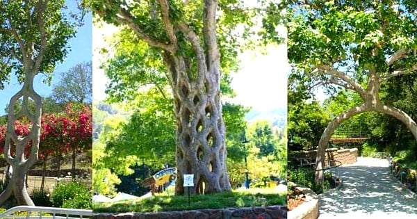 Il a passé 40 ans de sa vie à transformer des arbres en véritables oeuvres d'art, et le résultat est vraiment bluffant !