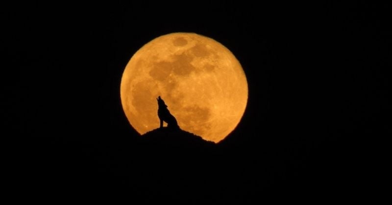 Que signifie la pleine lune du loup ?