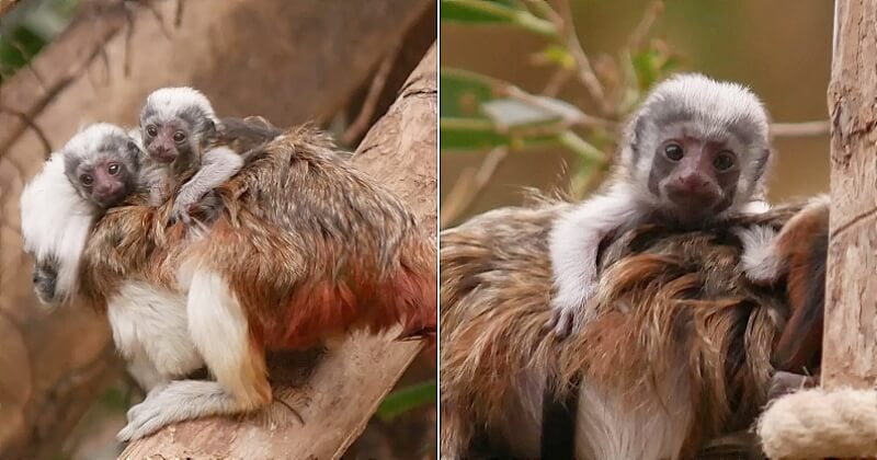 Des jumeaux de l'espèce de singe la plus menacée du monde sont nés en Normandie