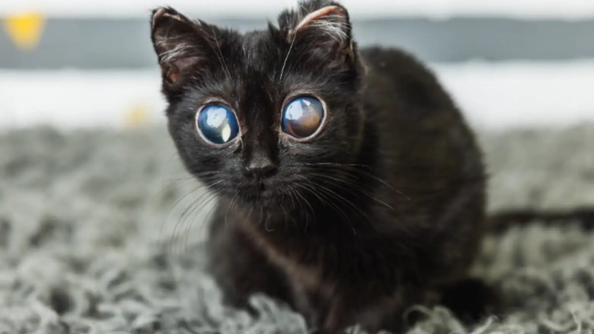 Le chaton aux grands yeux