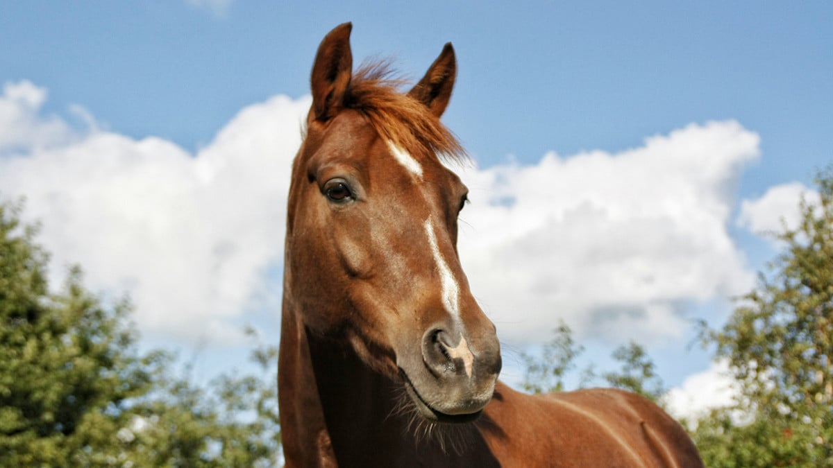 Portrait d'une jument 