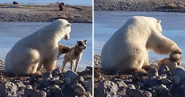 Les photos de cet ours sauvage qui prend soin d'un chien vont vous faire fondre