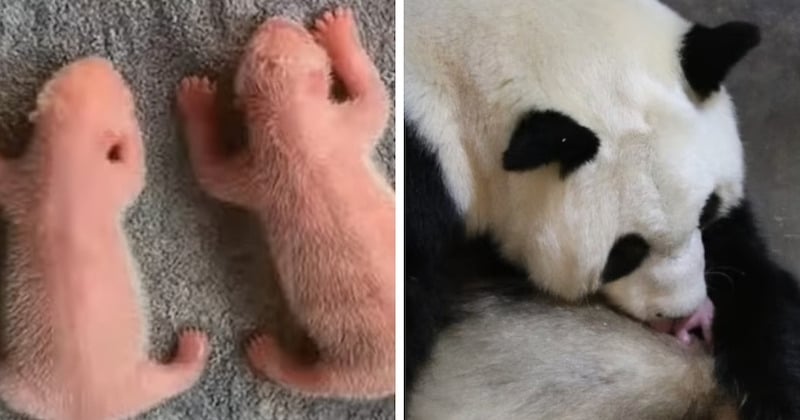 Des jumeaux pandas géants sont nés en Chine, une très bonne nouvelle pour cette espèce vulnérable