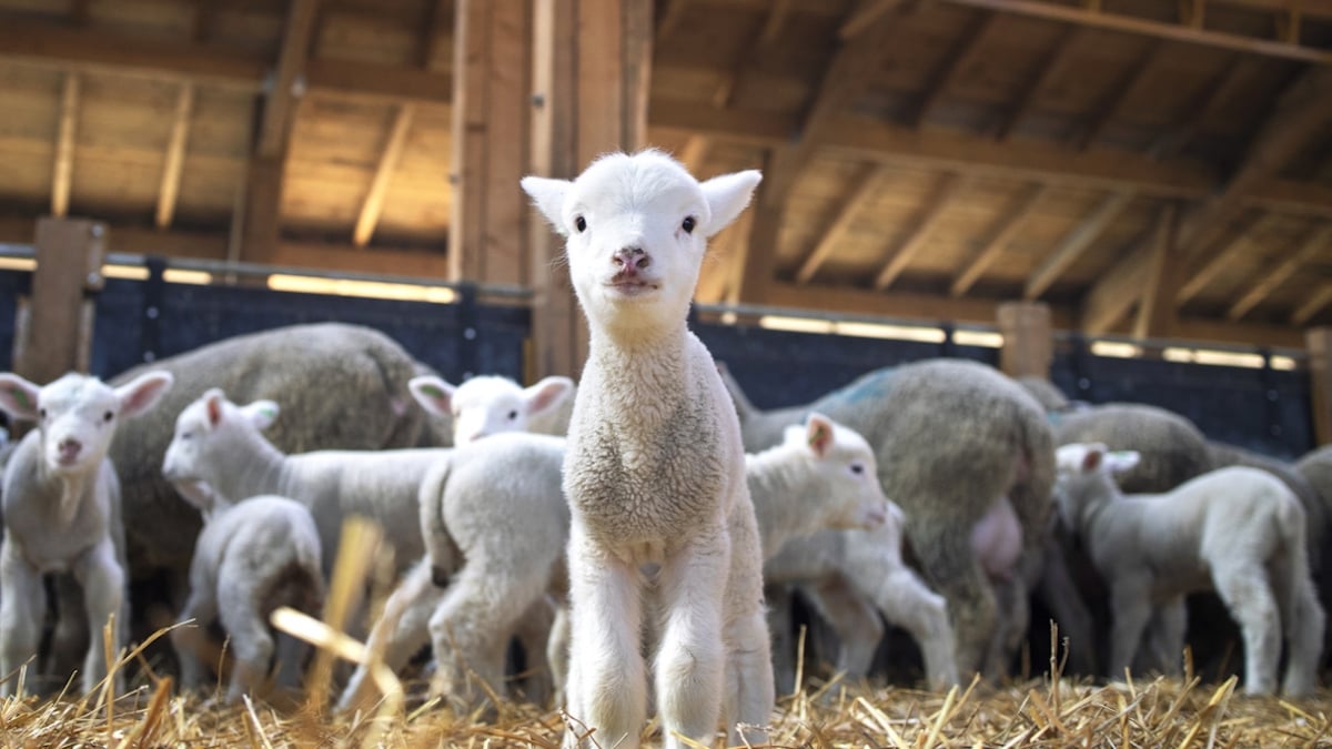 Une brebis donne naissance à des quintuplés dans l'Orne, un phénomène rare 