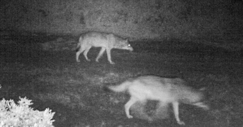 Des loups ont été aperçus à Rome pour la première fois depuis plus d'un siècle, vivant à 5 km de la ville