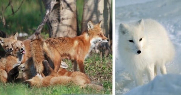 11 choses fascinantes à savoir à propos des renards, ces animaux magnifiques — et pourtant méconnus...