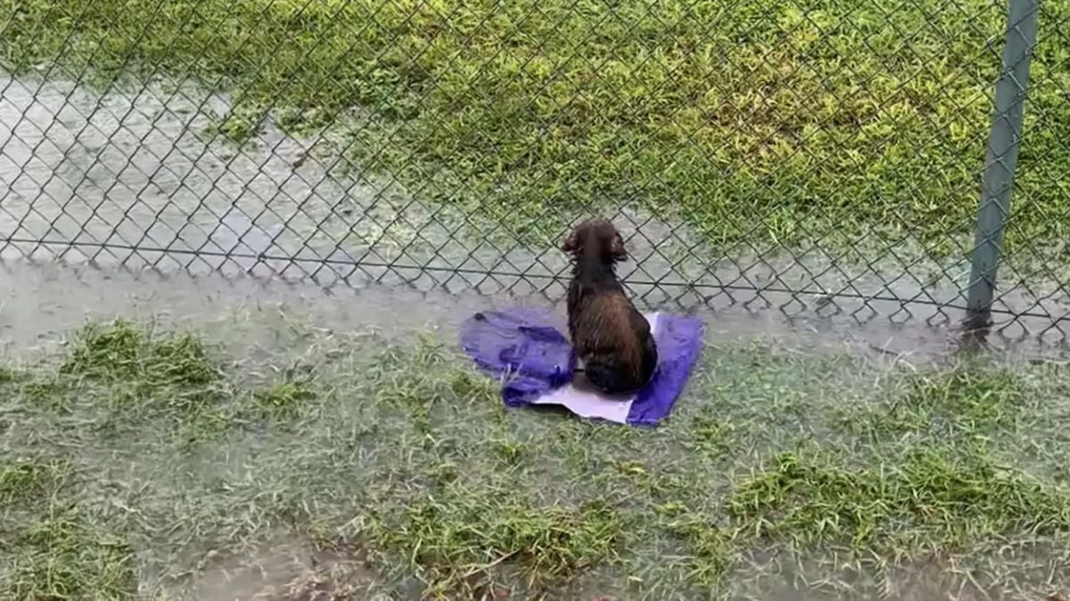 Un chiot attend dans un champ inondé, sans savoir que son maître ne reviendra jamais