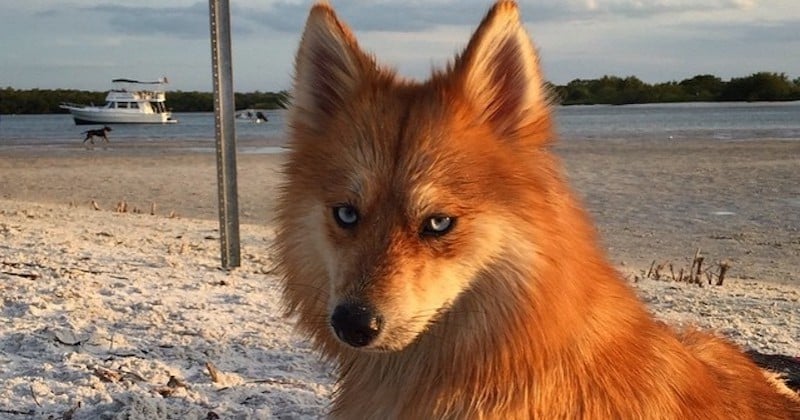 Voici Mia, le pomsky, croisement entre un spitz poméranian et un husky, qui ressemble à un renard