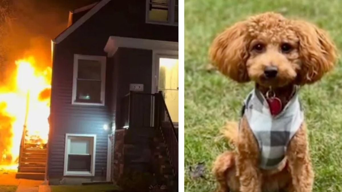 Ce chien sauve toute sa famille d'un incendie et devient un véritable héros