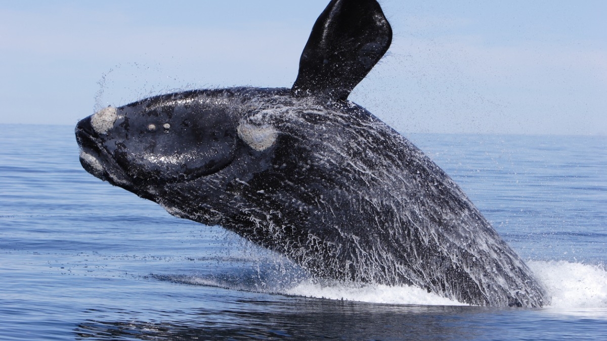 Cette incroyable baleine a battu deux records et impressionne les scientifiques