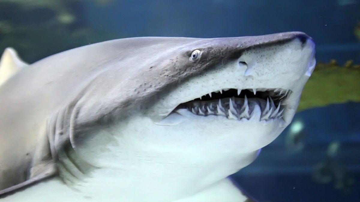 Les requins du monde entier perdent leurs dents et il y a une raison terrifiante, selon les scientifiques