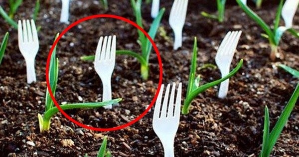 10 idées qui prouvent que ce qui se trouve dans votre cuisine servira grandement à votre jardin !