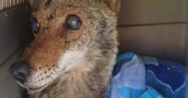 Ils viennent secourir un coyote aveugle à l'agonie. Le lendemain, ils ne s'attendaient sûrement pas à découvrir ce qu'il s'est passé...