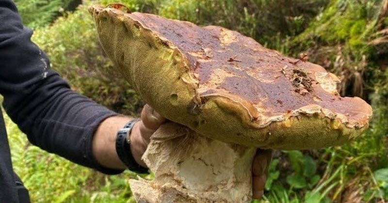 Cette promeneuse a trouvé un cèpe de... 3 kilos dans les Vosges, sa taille est impressionnante