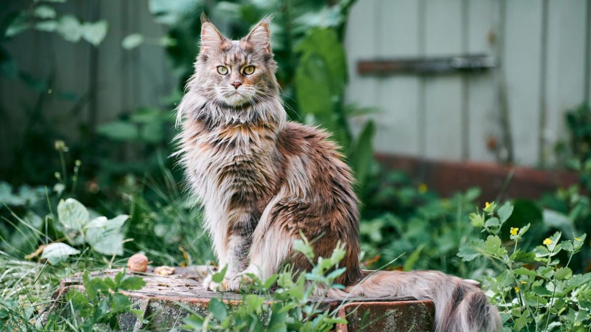 Comment prendre soin de son maine coon, le chat géant !