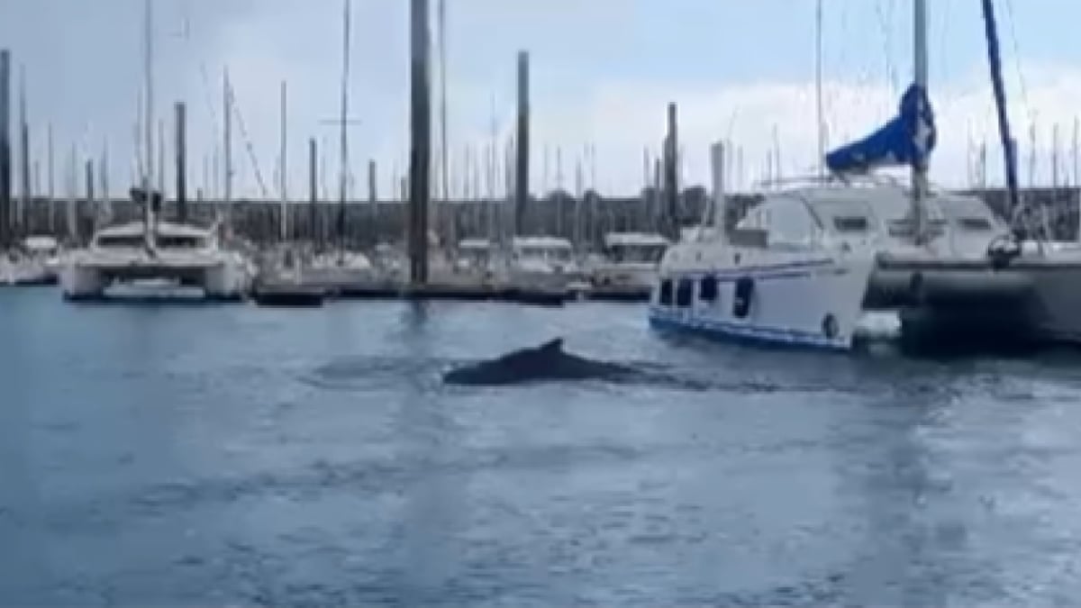 VIDÉO : une impressionnante baleine à bosse repérée dans un port des Côtes-d'Armor, des images rares