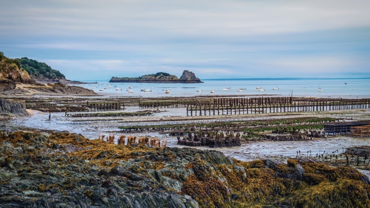 En Bretagne, un pêcheur découvre une huître hors normes aux mensurations impressionnantes