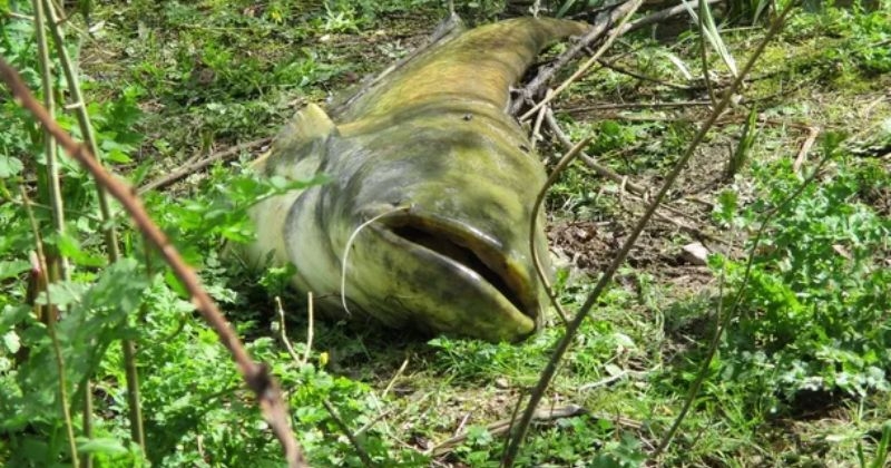 Nantes : pourquoi un énorme poisson mort gisait sur les berges d'une rivière ?