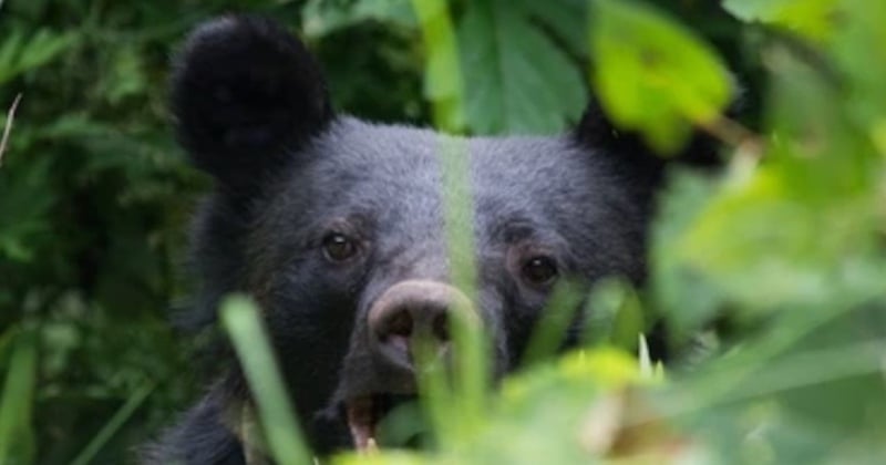  Japon : des distributeurs automatiques de viande d'ours rencontrent un énorme succès 