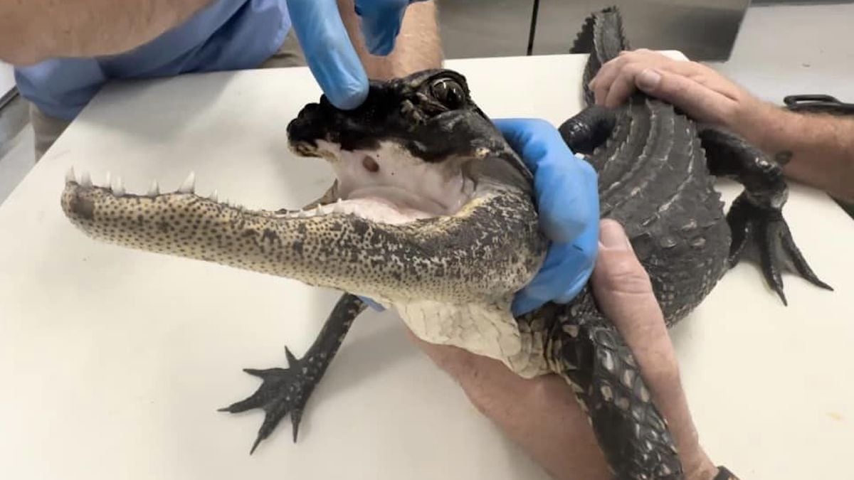 «Il n'avait pratiquement aucune chance de survivre à l'état sauvage», un alligator sans mâchoire supérieure a été secouru