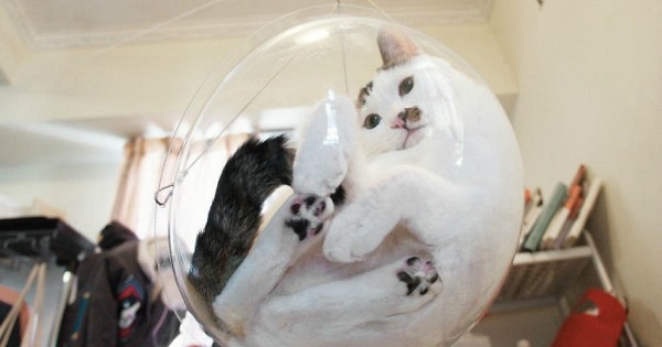 La « Bubble Chair », cet accessoire transparent dont votre chat ne pourra plus se passer !