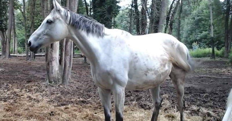 Dans le Rhône, des cavaliers veulent sauver des chevaux de l'abattoir après la fermeture du centre équestre