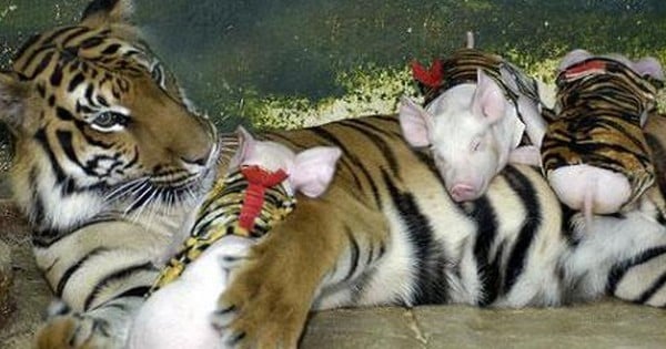 Après avoir perdu ses petits, cette maman tigre a failli se laisser mourir de chagrin... Jusqu'à ce qu'elle adopte ces petits cochons orphelins !