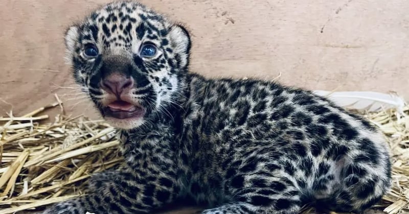 Un bébé jaguar aux yeux bleus a vu le jour au zoo de Bordeaux Pessac, un événement exceptionnel (PHOTOS)