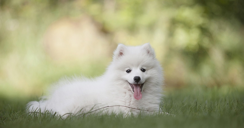 DYSON GROOM aspirateur spécial mue poils de chiens - LE BLOG DU SHIBA INU  ET DES CHIENS JAPONAIS ( SPITZ JAPONAIS , SHIKOKU  )