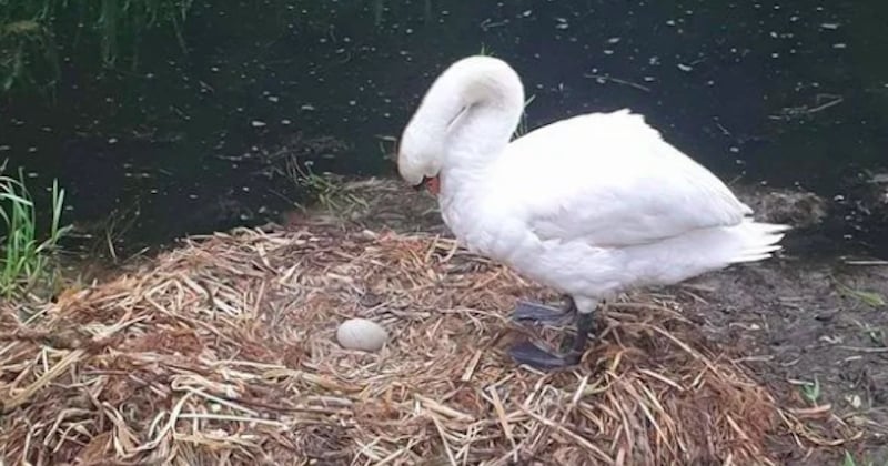 Un cygne meurt de chagrin après la destruction de son nid par un groupe d'adolescents