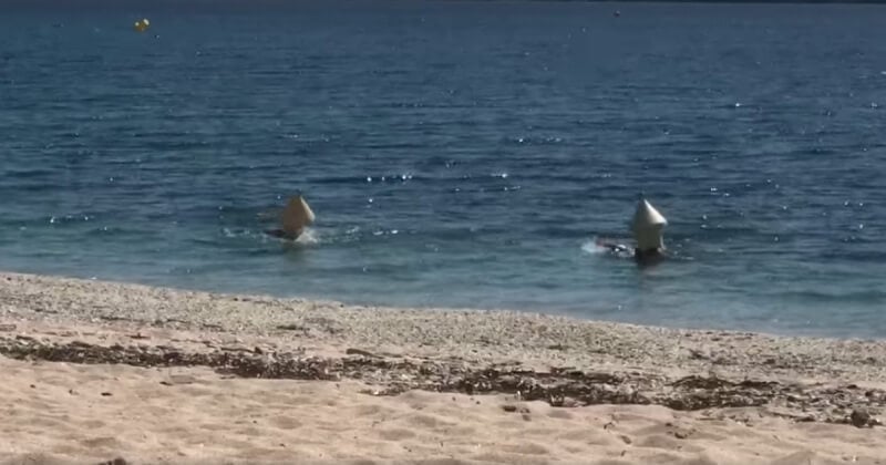 Ils se déguisent en bouées pour se baigner dans la mer pendant le confinement	