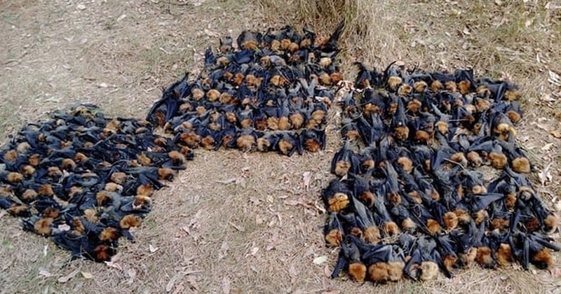 Canicule record en Australie : des centaines de bébés chauves-souris meurent massivement de chaud