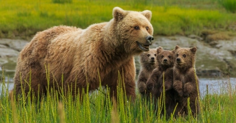 Donald Trump devrait rendre légale la chasse des ours dans leurs tanières