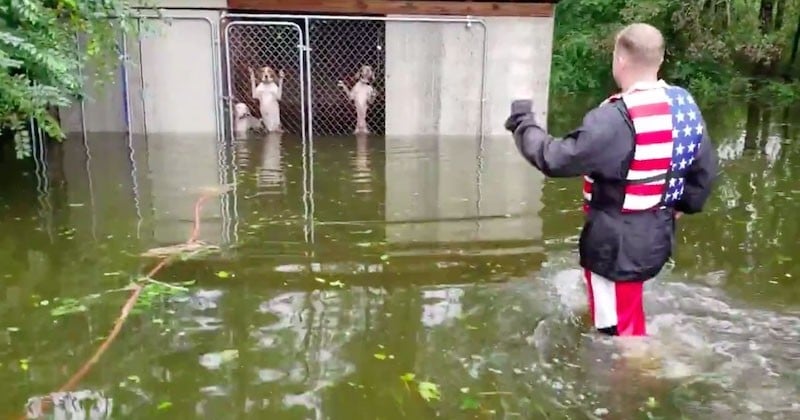 Ils sauvent six chiens des inondations, abandonnés dans leur cage par leur maître durant l'ouragan Florence